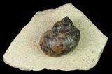 Ordovician Gastropod Fossil - Morocco #164076-1